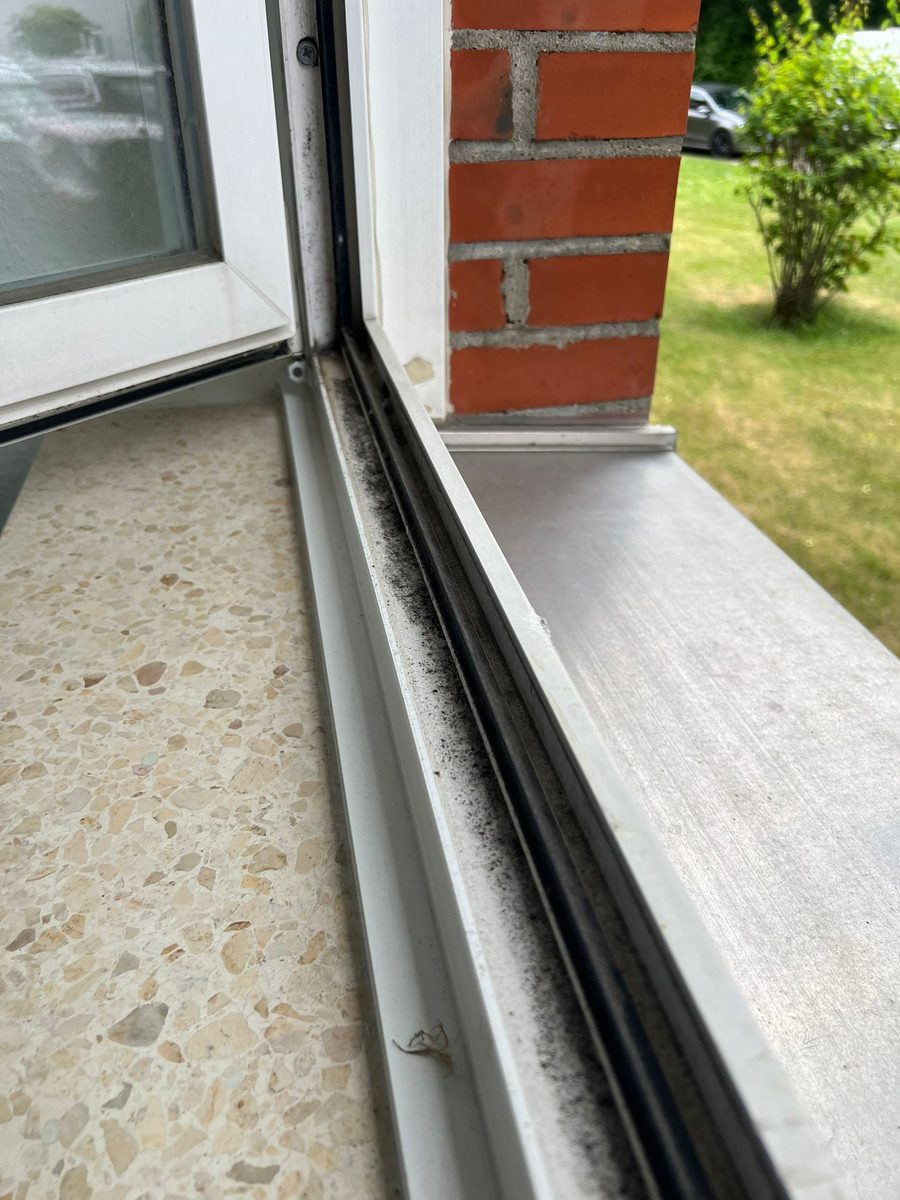 Fensterfalz mit schwarzem Schimmel in der Dichtung vor der Reinigung